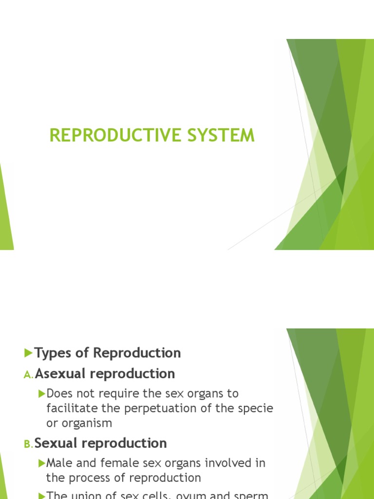 Chapter 2j - Reproductive System | PDF | Reproductive System | Uterus