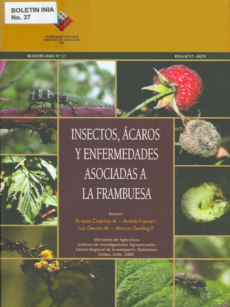 Plantaciones De Tomate En Cultivo De Diy 12 Imagen de archivo - Imagen de  patios, envases: 259341499, image size:768x1024