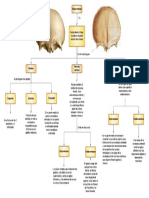 Mapas Conceptuales Anatómicos