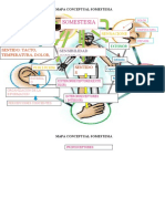 Mapa conceptual de la somestesia: tacto, temperatura y dolor