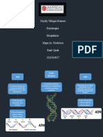 Ac - Nucleicos Mapa