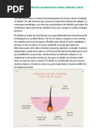 Composición y Ciclo del Cabello | PDF | Sistema tegumentario | Bioquímica