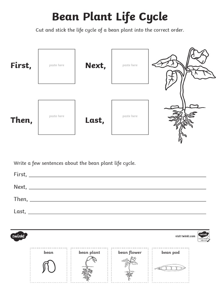 Bean Plant Life Cycle Sentence Writing Activity Sheet English Ver 2