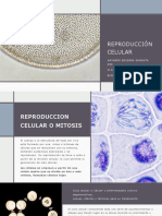 Mitosis y ciclo celular