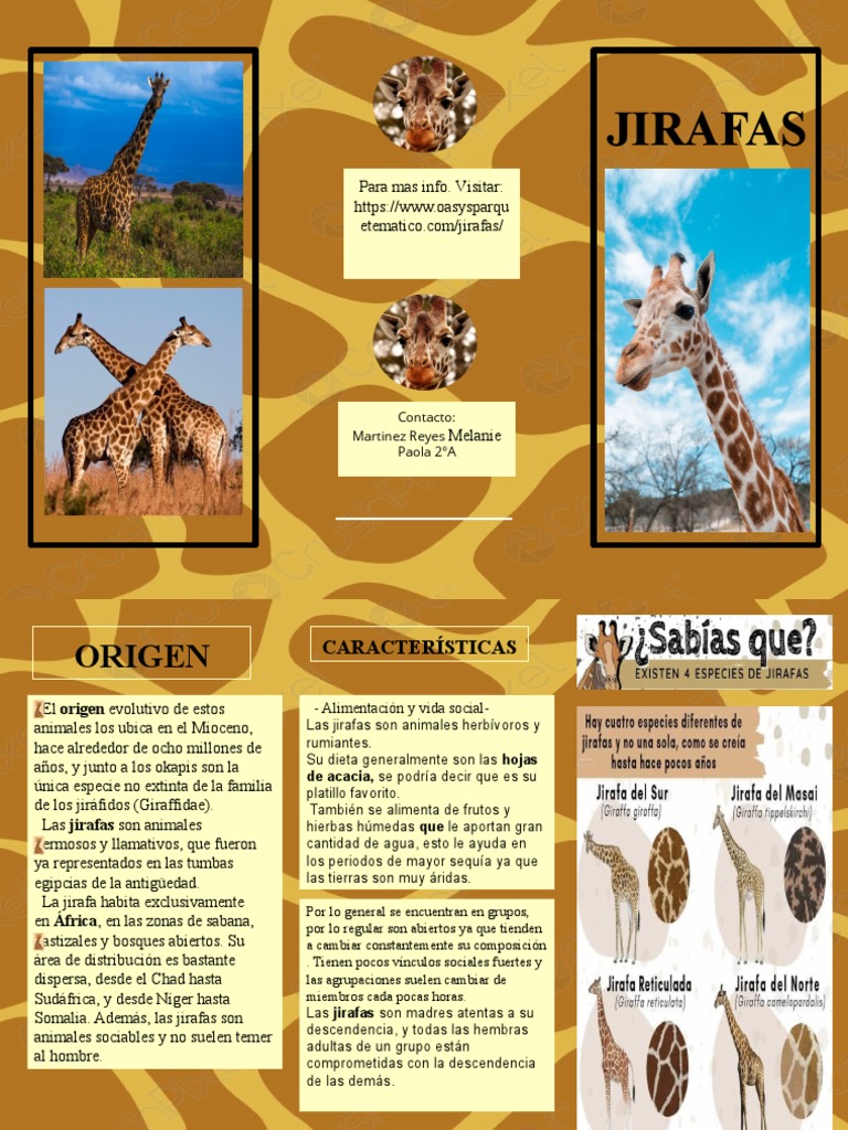 Folleto Jirafa 2 Pdf