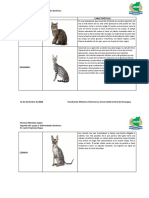 Raza de Gatos PDF