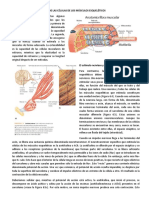 Estimulación y Contracción de Las Células de Los Músculos Esqueléticos