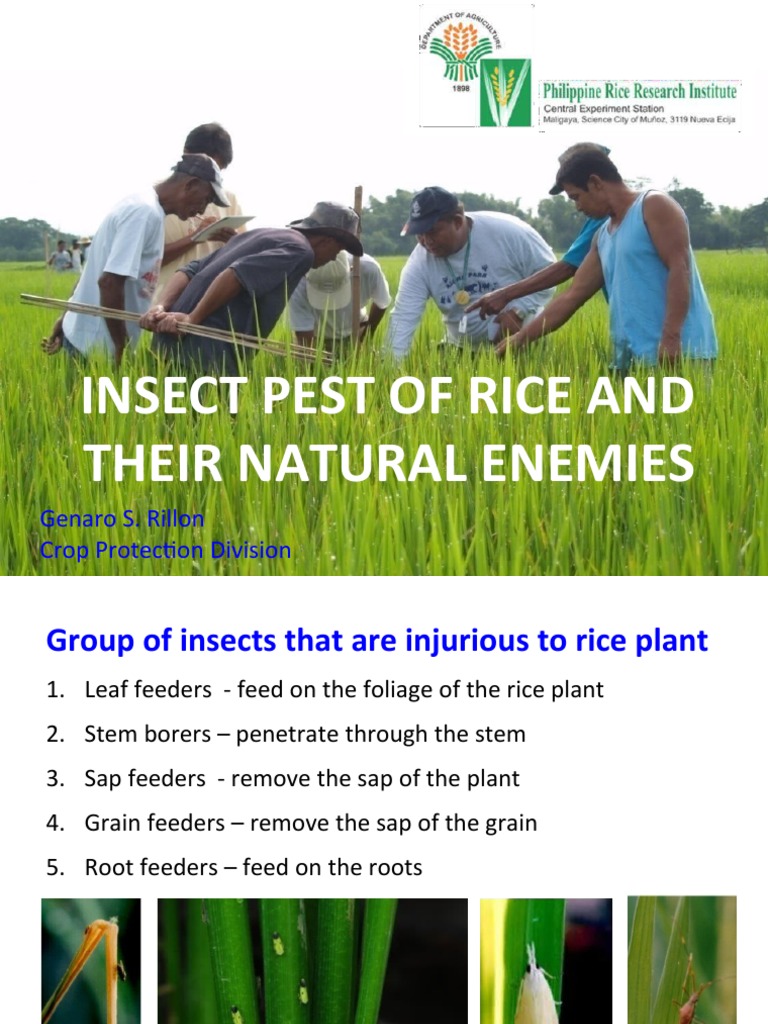 Major Rice Insect Pests and Control | PDF | Predation | Rice