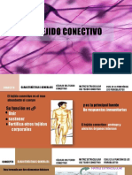 Tejido Conectivo 22