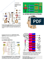 El Sistema Nervioso Autonomo