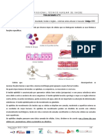 Tecido Muscular Ficha Informativa