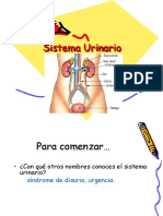 Sistema Urinario