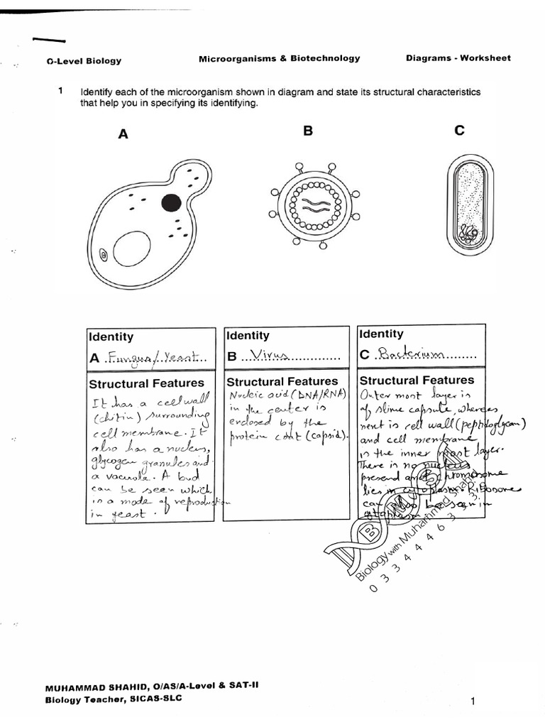 Diagrams Worksheet 14 Microorganisms Biotechnology Answering