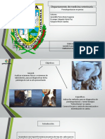 Pseudogestacion en perras: Diagnóstico y tratamiento