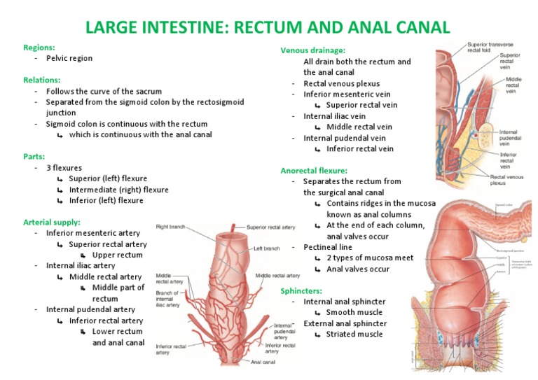 rectum-and-anal-canal-pdf