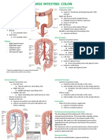 Large Intestine Colon Anatomy