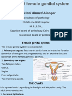 Female Genital System PDF