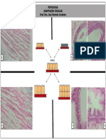 Material Pratica Adaptação Celular