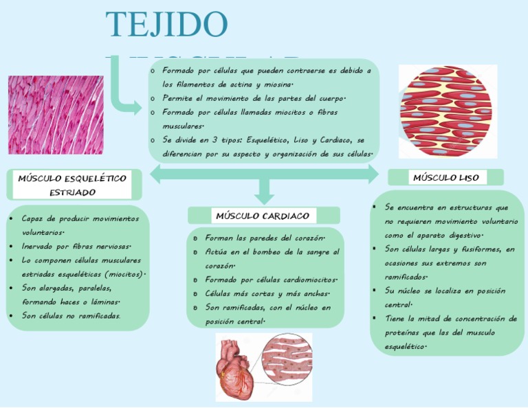 Mapa Muscular | PDF | Músculo | Órgano (anatomía)