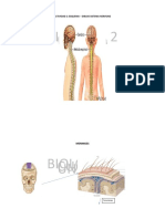 Actividad 15 Sistema Nervioso
