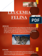 Leucemia Felina