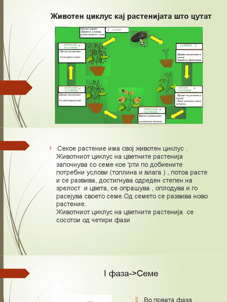 6 Животен циклус кај растенијата што цутат | PDF