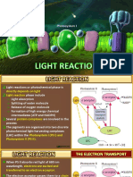 Light Reactions of Photosynthesis