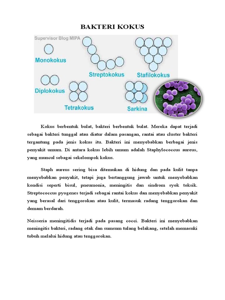 Ciri dan Penyakit Bakteri Kokus | PDF