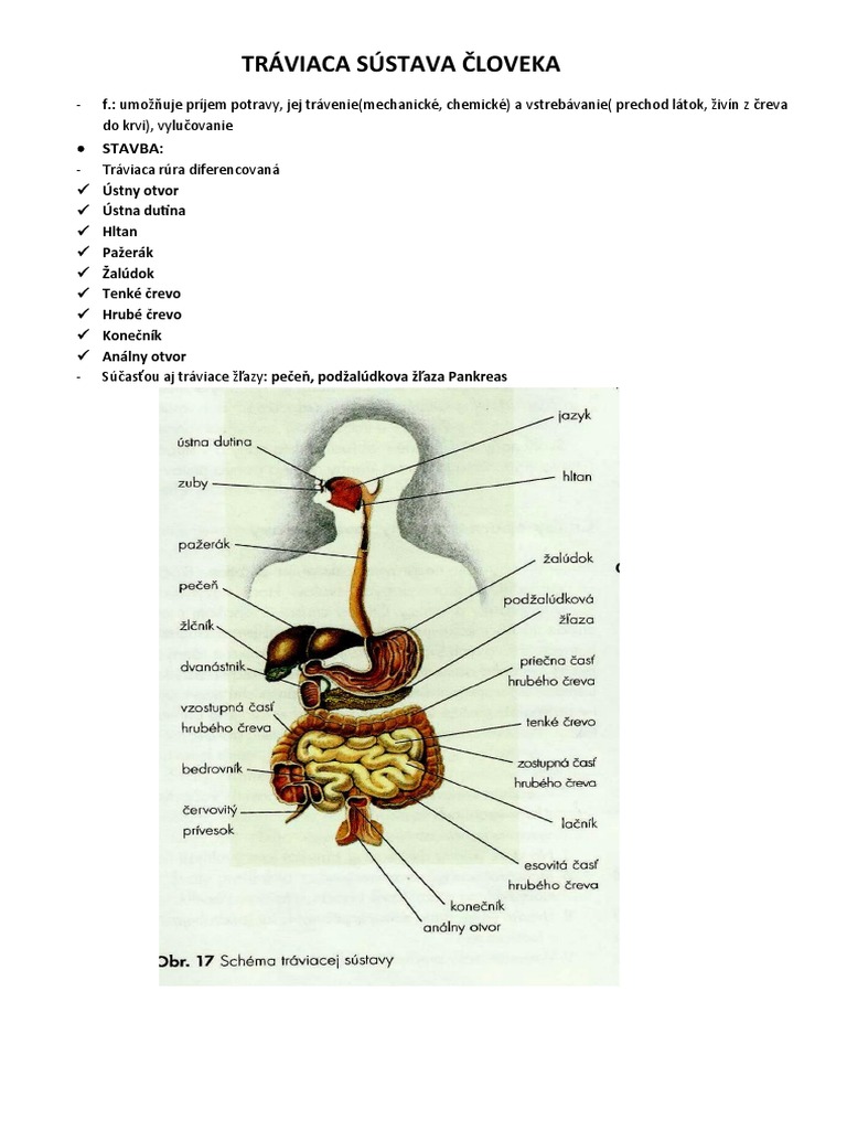 TRÁVIACA SÚSTAVA ČLOVEKA | PDF