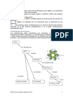 LANGMAN Resumen Embriología Básica