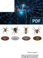 Presentation About Spiders