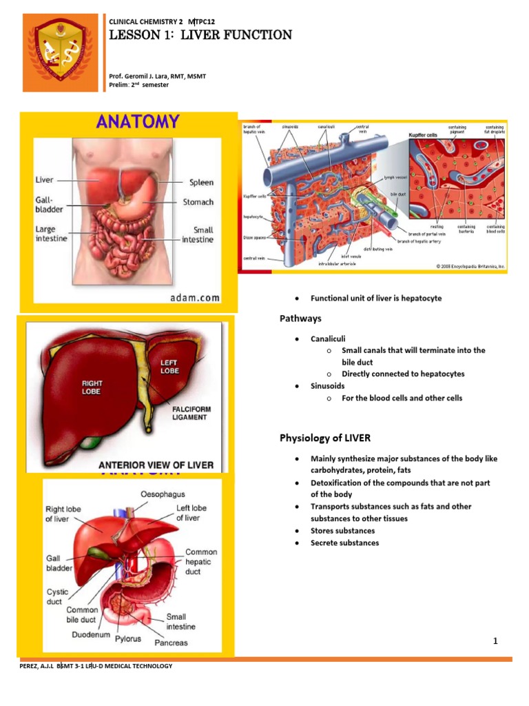 LIVER FUNCTION AND SYSTEM intelligence overview