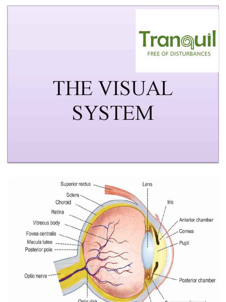 The Anatomy and Physiology of the Visual System A Comprehensive Review Biology Diagrams