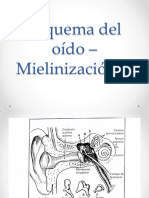 Oído - Ciclo Mielogenético