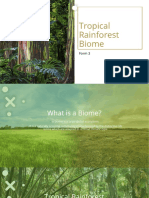 Rainforest-Form 3