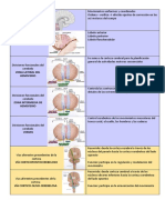 Partes Del Cerebro