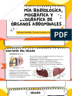 Anatomía Radiológica, Tomográfica Y Ecográfica de Órganos Abdominales