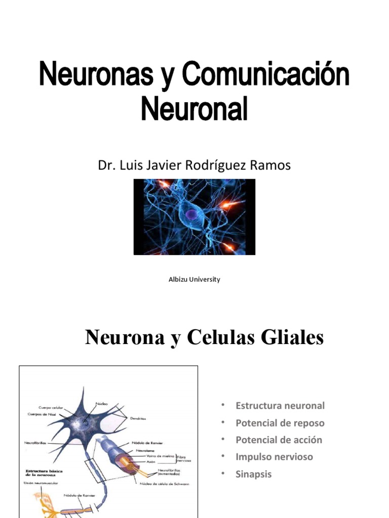 Estructura y Función de Neuronas | PDF | Sinapsis | Potencial de acción