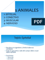 Tejidos ANIMALES: 1-Epitelial 2 - Conectivo 3 - Muscular 4 - Nervioso