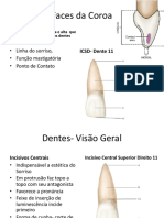 Estrutura+Dental+Externa (1).pdf