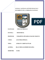 El Aparato Cardiovascular Anatomia Humana