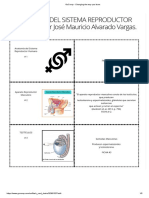 GoConqr - Editing - ANATOMÍA DEL SISTEMA REPRODUCTOR HUMANO Por José Mauricio Alvarado Vargas