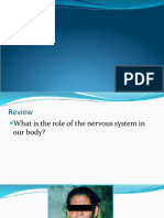 Endocrine System 085347 PDF