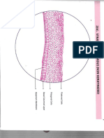 Histology PDF