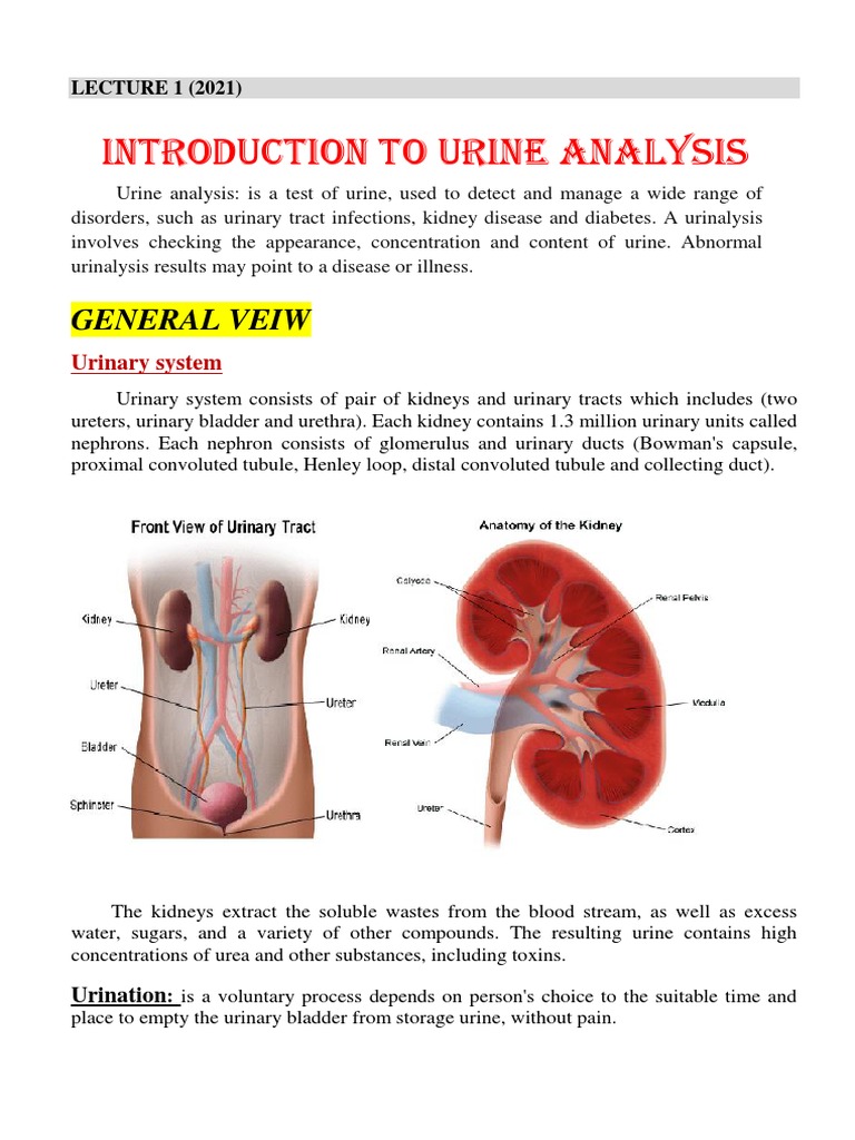Introduction To Urine Analysis: General Veiw | PDF | Urinary System ...
