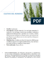 Cultivo Del Romero Ppoint Ultimo