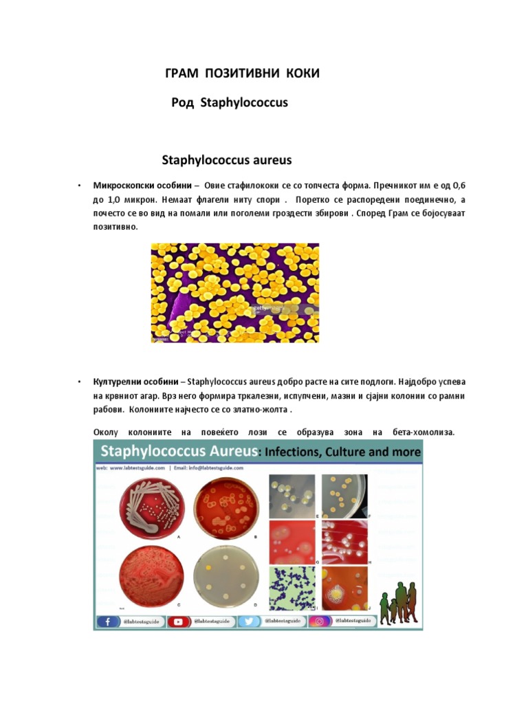 Staphylococcus Aureus | PDF