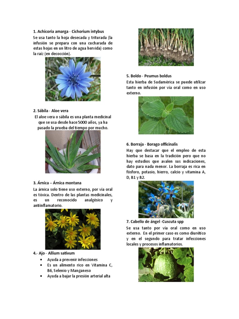 25 Plantas Medicinales Con Nombre Cientifico y Descripcion | PDF