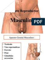 Aparato reproductor masculino: testículos, pene y próstata
