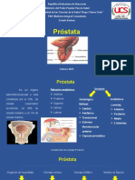 Prostata